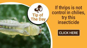 If thrips is not control in chilli crop, try this insecticide