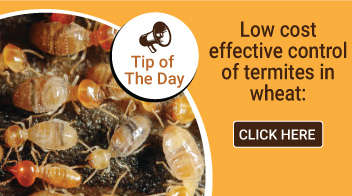 Low cost effective control of termites in wheat: