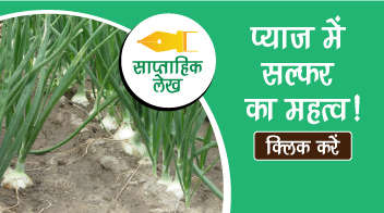 प्याज में सल्फर का महत्व!