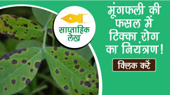 मूंगफली की फसल में टिक्का रोग का नियंत्रण!