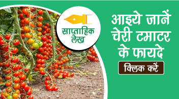आइये जाने चेरी टमाटर के फायदे