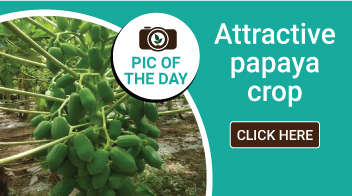 Attractive papaya crop