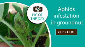 Aphids infestation in groundnut