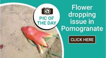 Flower dropping issue in Pomogranate