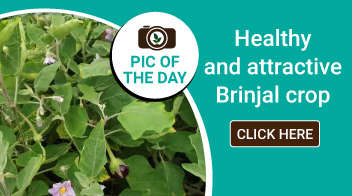Healthy and attractive Brinjal crop