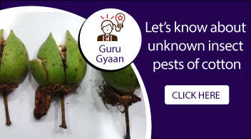 Let’s know about unknown insect pests of cotton