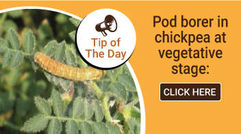 Pod borer in chickpea at vegetative stage: