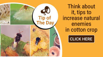 Think about it, tips to increase natural enemies in cotton crop