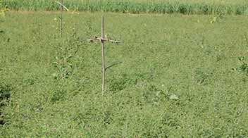 Simple way to control bollworm and leaf eating caterpillars in Kharif crops