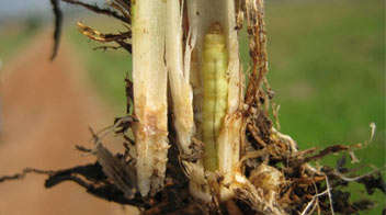 Shoot borer management in paddy