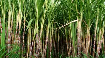 Nutrient management in Sugarcane