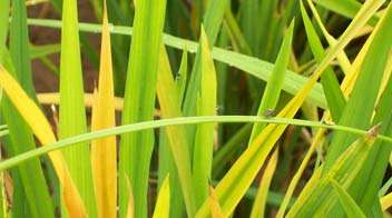 Solution for yellowing of leaves in Rice/Paddy