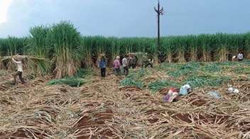 Plantation of Sugarcane for seed plot