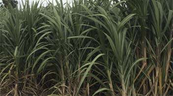 To increase sugar recovery in Sugarcane