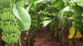 Solution to increase Banana yield