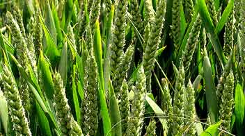 Zinc for increasing yield of Wheat