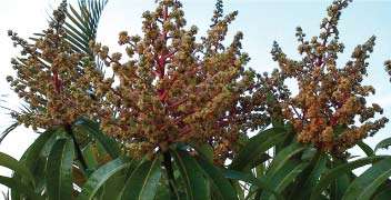 Solution for Bloom Management in Mango
