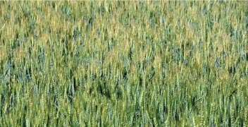 Management of crops in Rabi season