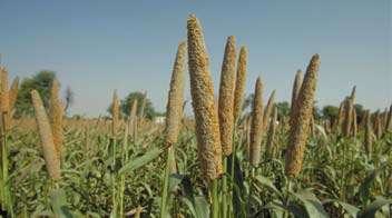Solution to control stem fly attack in pearl millet.