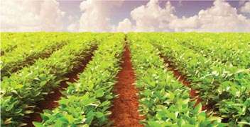 Spraying weedicide for potato crop
