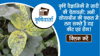 कृषि वैज्ञानिकों ने जारी की चेतावनी: अभी सोयाबीन की फसल में लग सकते हैं यह कीट एवं रोग!