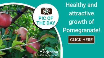 Healthy and attractive growth of Pomegranate