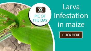 Larva infestation in maize