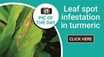 Leaf spot infestation in turmeric