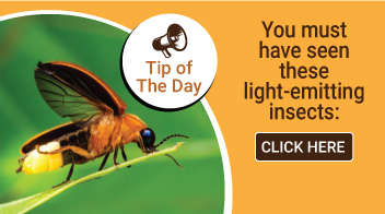 You must have seen these light-emitting insects: