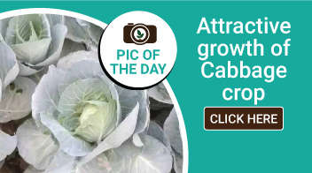 Attractive growth of Cabbage crop 