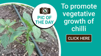 To promote vegetative growth of chilli
