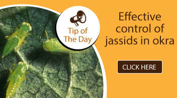 Effective control of jassids in okra
