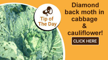 Diamondback moth in cabbage & cauliflower