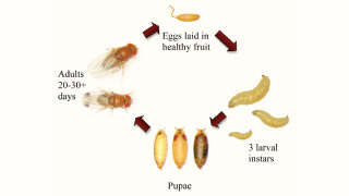 आम में फल मक्खी का जीवन चक्र