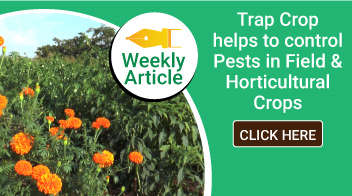 Trap Crop helps to control Pests in Field & Horticultural Crops 
