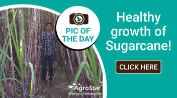 Healthy growth of Sugarcane 