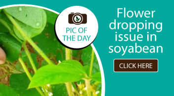 Flower dropping issue in soyabean