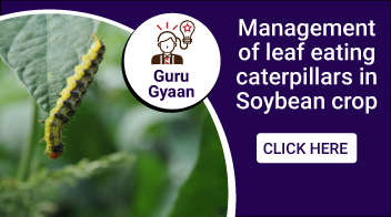 Management of leaf eating caterpillars in Soybean crop