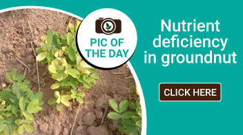 Nutrient deficiency in groundnut