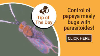 Control of papaya mealy bugs with parasitoides: