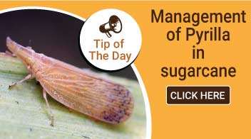 Management of Pyrilla in sugarcane