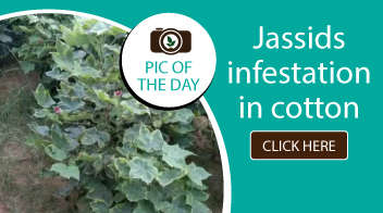 Jassids infestation in cotton