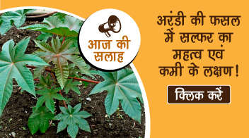 अरंडी की फसल में सल्फर का महत्व एवं कमी के लक्षण!