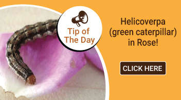 Helicoverpa (green caterpillar) in Rose: