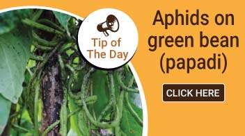 Aphids on green bean (papadi)
