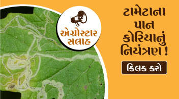 Control of leaf miner in tomato crop