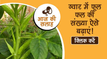ग्वार में फूल फल की संख्या ऐसे बढ़ाये!