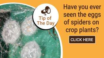 Have you ever seen the eggs of spiders on crop plants?