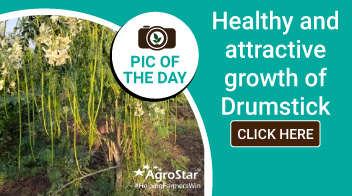 Healthy and attractive growth of Drumstick 