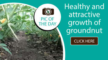 Healthy and attractive growth of groundnut